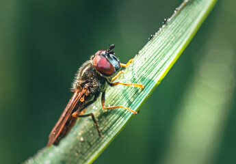 Naklejka premium Summer insects