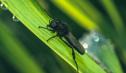 Summer insects