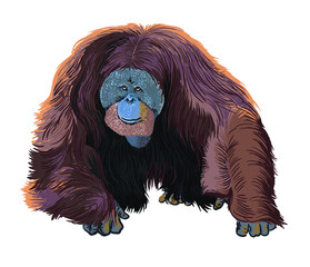 Sumatran orangutan pictures, endangered, wild animal, art.illustration, vector © Uking