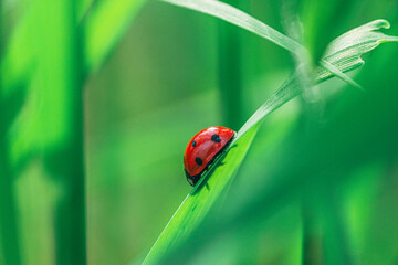 Coccinellidae