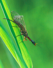 Summer insects