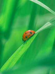 Coccinellidae