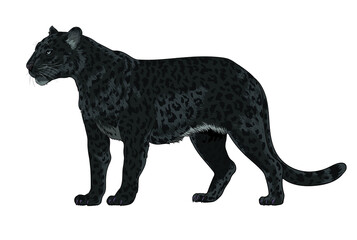 Black leopard pictures, rare, wild animal, art.illustration, vector