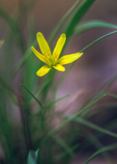 Wild flowers