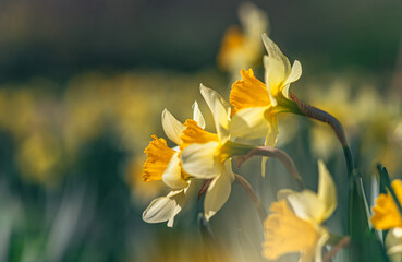 Narcissus