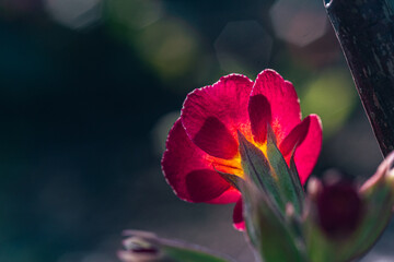 Garden flower