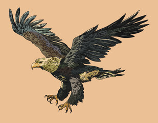 Eastren imperial eagle pictures, wild animal, art.illustration, vector