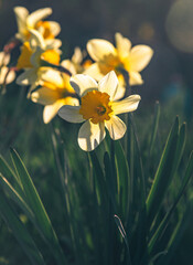 Narcissus