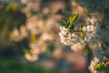 Cherry tree blooming