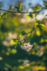 Cherry tree blooming