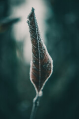 Frozen beauty. Snow falling at the trees branches
