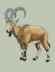 Rubian ibex pictures, wild animal, art.illustration, vector