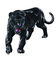 Panther pictures, wild animal, art.illustration, vector