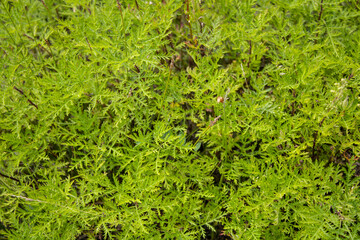 Background from luscious green grass. Many delicate plants with carved leaves. Spider web of wild plants. Place for text