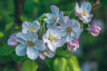 Fruit tree blooming