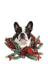 Close-up portrait of a French Bulldog decorated with a Christmas wreath. Isolated white background. celebrating Christmas and New Year with decorations and gifts. Chinese year of the dog.