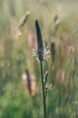 Wild flowers