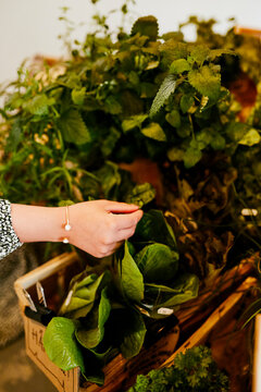 Woman's hand choosing herbs