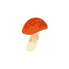 Red-capped scaber stalk mushroom. Modern botanical drawing of edible fall fungus. Autumn forest fungi. Colored flat vector illustration isolated on white background