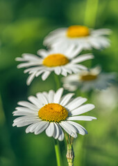 Obraz premium Wild flowers