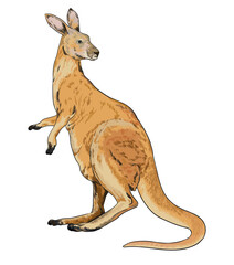 Kangaroo pictures, wild animal, art.illustration, vector