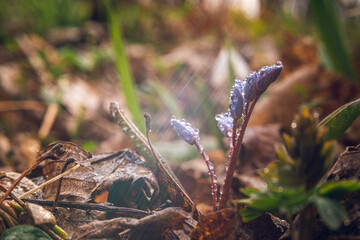 Wild flowers