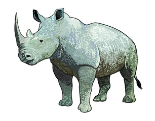 Rhinoceros pictures, wild animal , art.illustration, vector