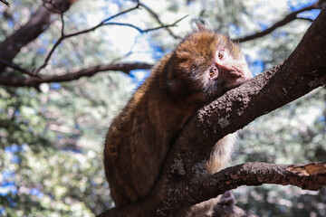 squirrel in tree