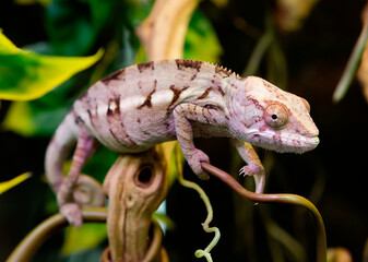 Panther Chameleon.
This is a brightly colored species of reptile lizards that live in the tropical...