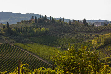 Słoneczne popołudnie w Toskanii. Winnice. Uprawa winorośli.