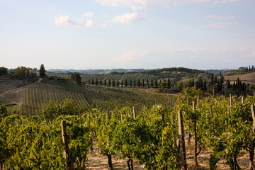 Słoneczne popołudnie w Toskanii. Winnice. Uprawa winorośli. - obrazy, fototapety, plakaty
