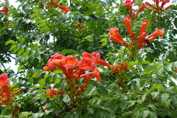 Many reddish orange flowers of Campsis radicans in July