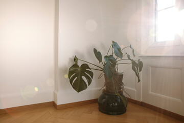 Monstera plant indoor with sunbeam, potted monstera houseplant in the room by the window, sunset light.
