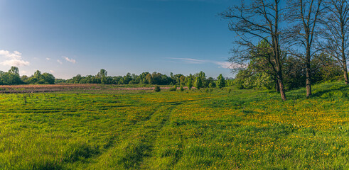 Fototapeta premium Summer landscape