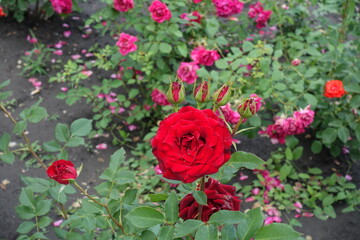 Some red flowers and buds of rose in June