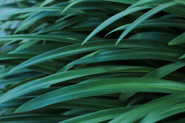 Obraz na płótnie Canvas blurred green leaves, nature background, tropical leaf,