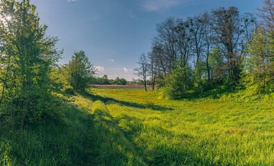 Summer landscape