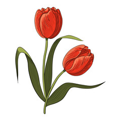 Bouquet of two red tulips with leaves. Flower composition. Isolated white background.