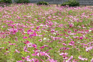 満開のコスモス畑