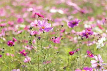 太陽の光を浴びるピンク色のコスモス