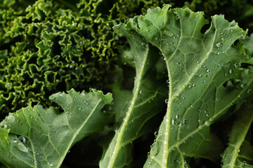 Kale salad leaves with water drops.