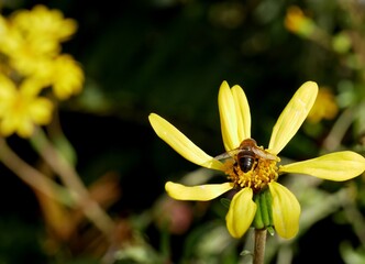 Abeja alimentándose en una flor amarilla