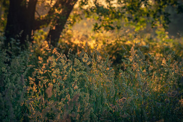 Morning nature in sunlight and dew