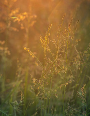 Morning nature in sunlight and dew