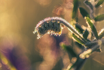 Morning nature in sunlight and dew