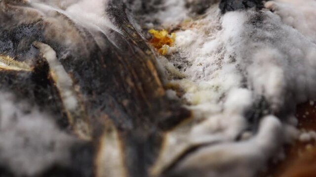 Molds, microscopic fungi acting as recyclers, causing decomposition of organic material. Macro of rotting tomato.
