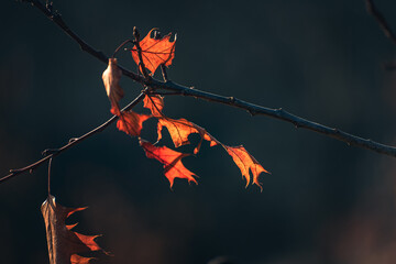 Faded nature in late summer and autumn