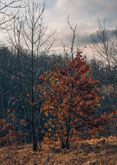 Faded nature in late summer and autumn
