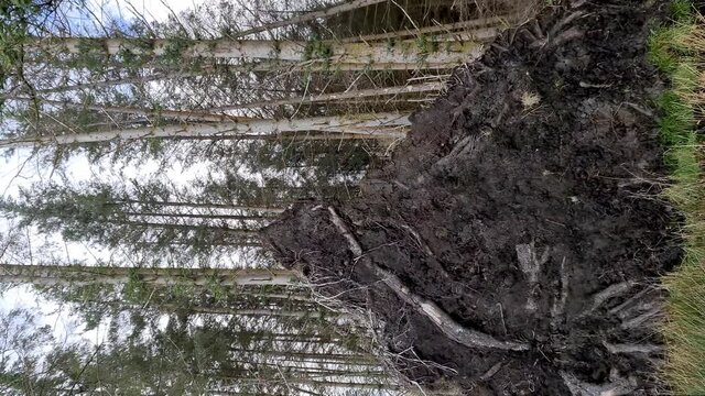 Windthrow trees in forest in County Donegal - Ireland