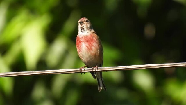 eurasian linnet (linaria cannabina) man sits on a wire and sings on a green blurred background. natural sound